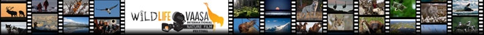 Vaasa Wildlife Film Festival Logo